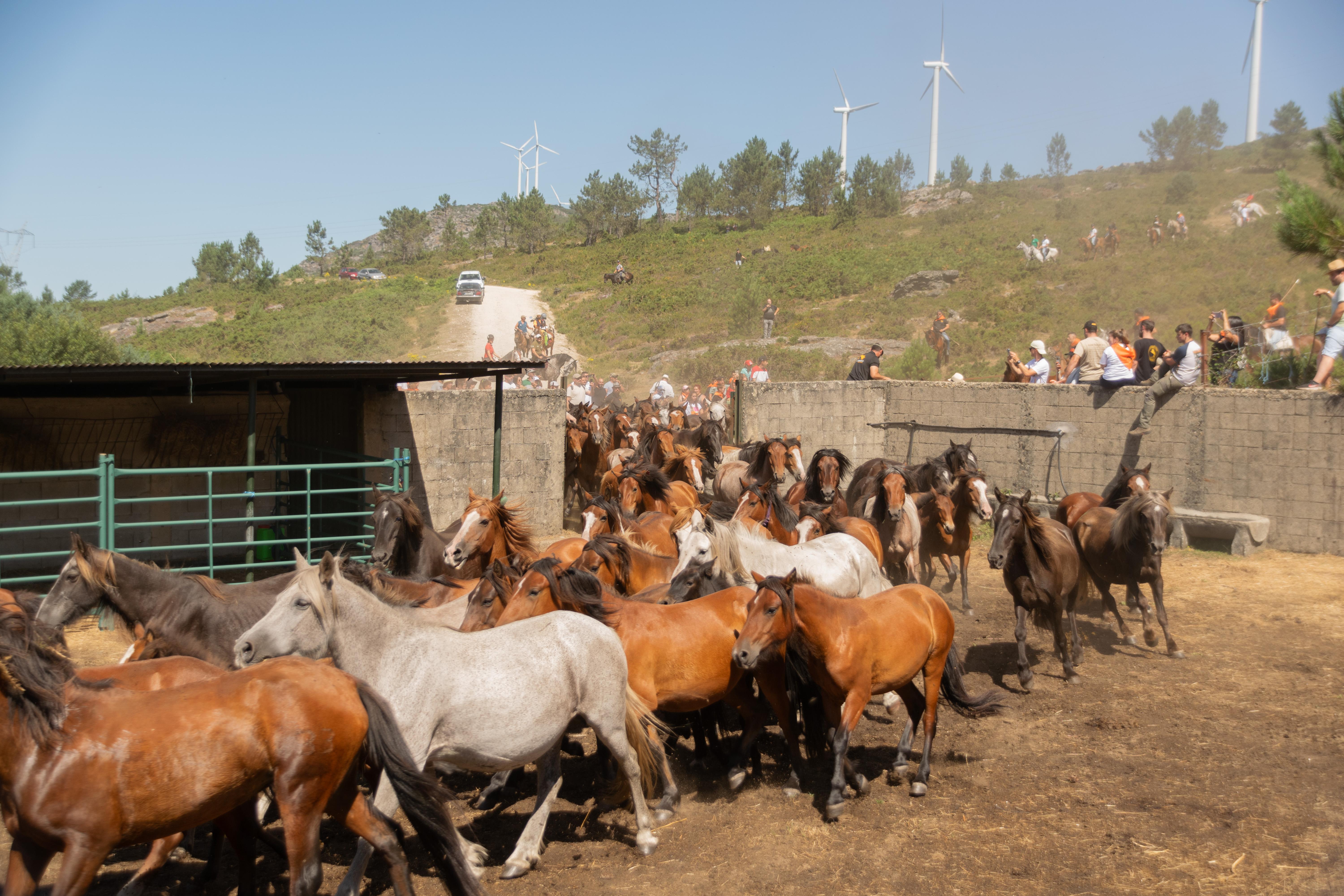 A Cañiza celebrou este domingo unha nova edición do  «CURRO DO PEDROSO»