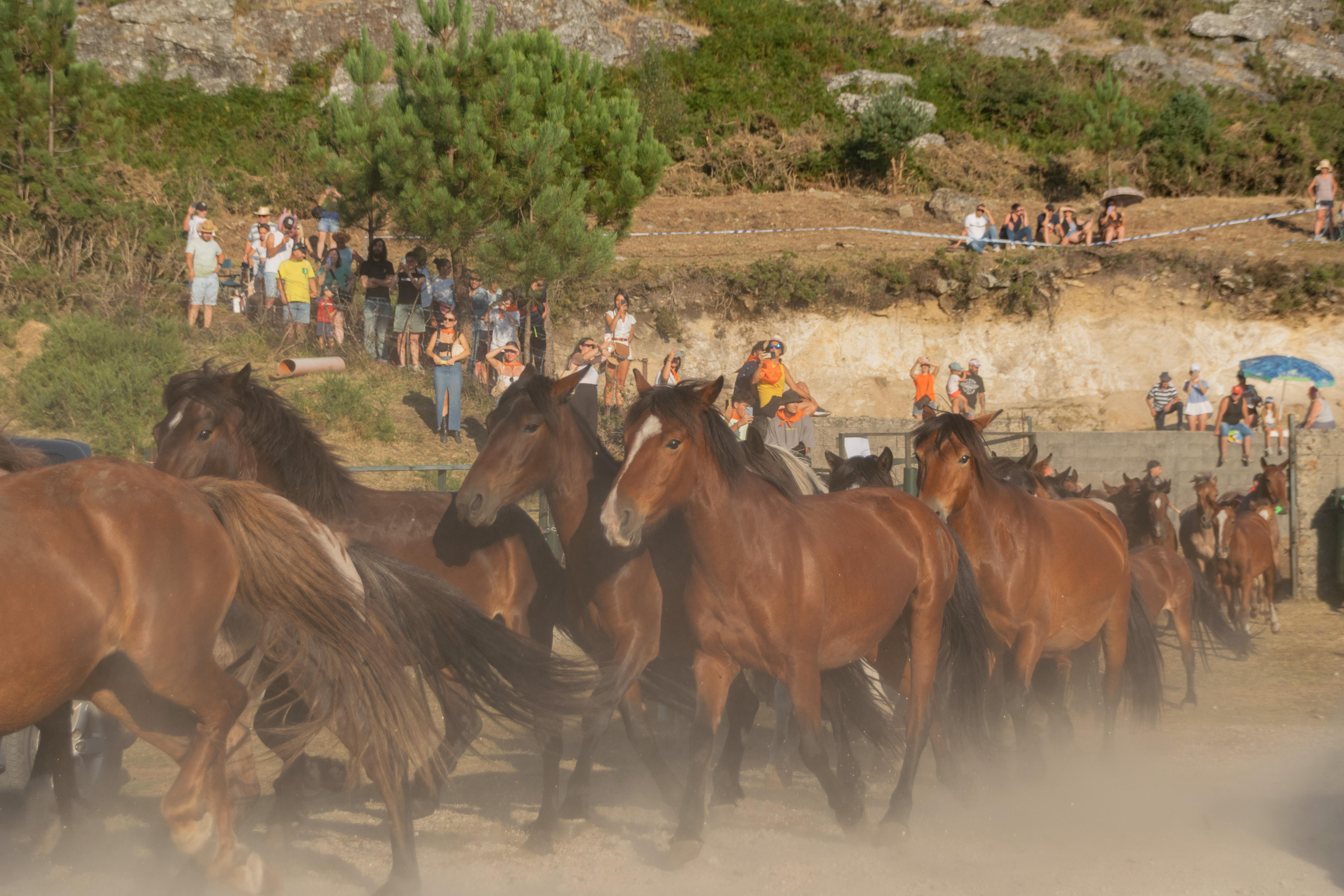 A Cañiza celebrou este domingo unha nova edición do  «CURRO DO PEDROSO»