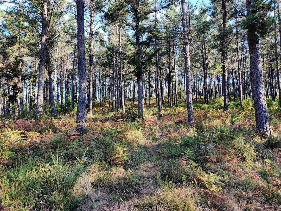 Ruta  de sendeirismo de «Fontefría PR-G 206», incluida no Plan de Reordenación de Sendeiros da Cañiza.