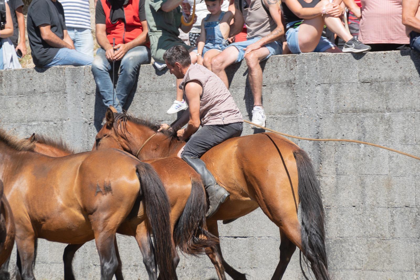 A Cañiza celebrou este 6 de agosto unha nova edición do Curro do Pedroso nunha exitosa e soleada xornada cargada de enxebrismo