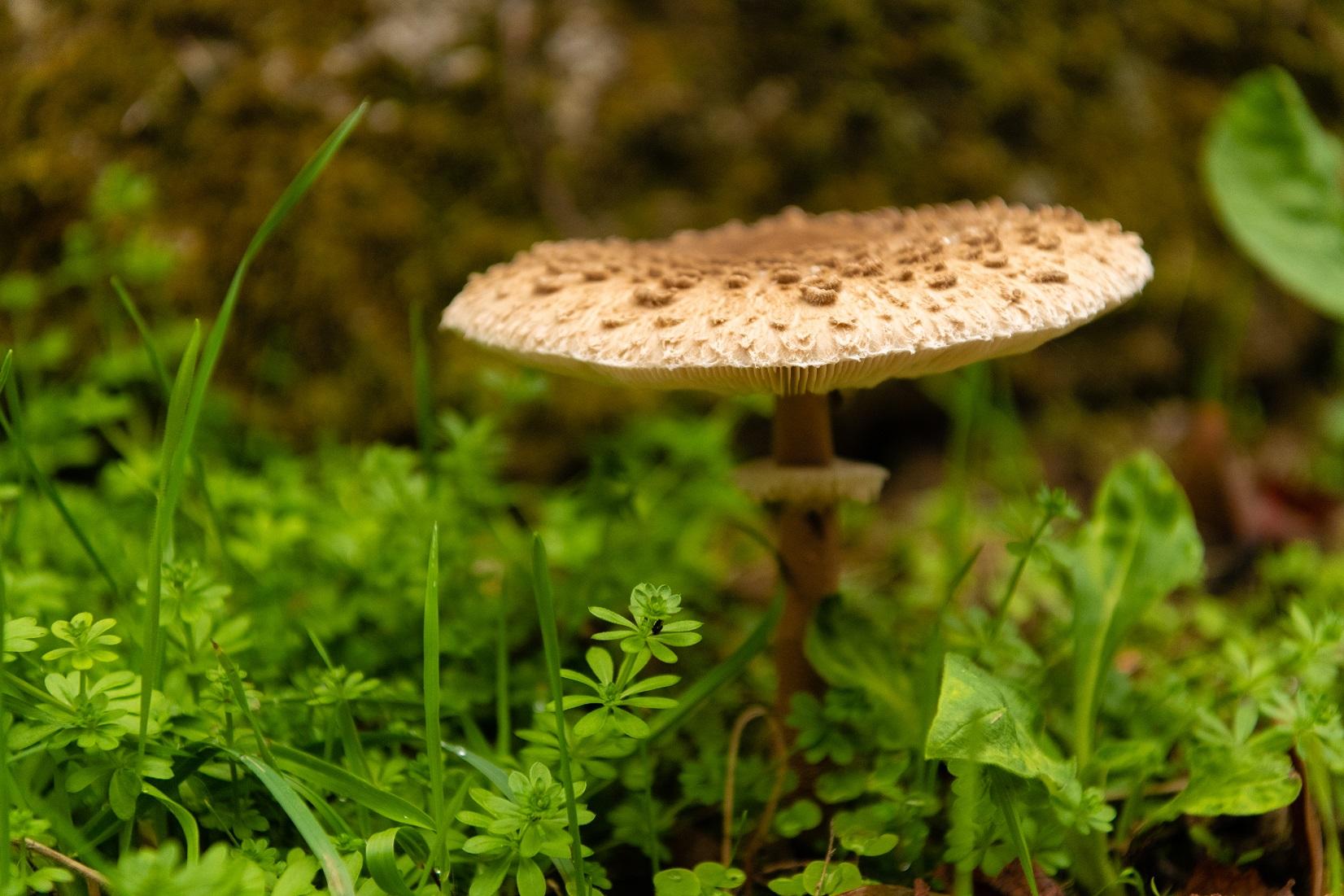O Pastizal de Fontefría e coñecido polo seius sabrosos cogumelos